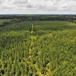 Photo of SOLD!!  105 Acres of Hunting and Timber Land For Sale in Northampton County NC!