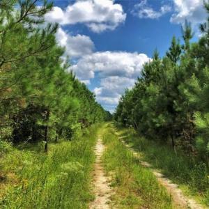 Photo of SOLD!!  105 Acres of Hunting and Timber Land For Sale in Northampton County NC!