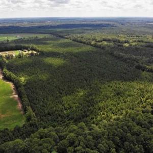 Photo of SOLD!!  105 Acres of Hunting and Timber Land For Sale in Northampton County NC!
