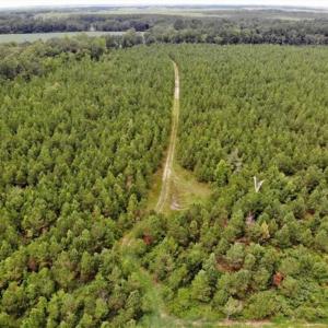 Photo of SOLD!!  105 Acres of Hunting and Timber Land For Sale in Northampton County NC!