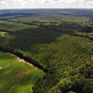 Photo of SOLD!!  105 Acres of Hunting and Timber Land For Sale in Northampton County NC!