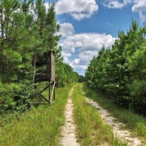 Photo of SOLD!!  105 Acres of Hunting and Timber Land For Sale in Northampton County NC!