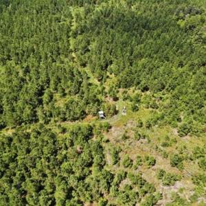 Photo of SOLD!!  105 Acres of Hunting and Timber Land For Sale in Northampton County NC!