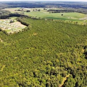 Photo of SOLD!!  105 Acres of Hunting and Timber Land For Sale in Northampton County NC!