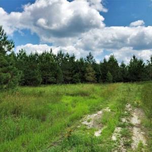 Photo of SOLD!!  105 Acres of Hunting and Timber Land For Sale in Northampton County NC!