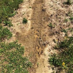 Photo of SOLD!!  105 Acres of Hunting and Timber Land For Sale in Northampton County NC!