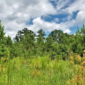 Photo of SOLD!!  105 Acres of Hunting and Timber Land For Sale in Northampton County NC!