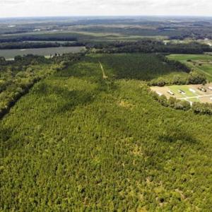 Photo of SOLD!!  105 Acres of Hunting and Timber Land For Sale in Northampton County NC!