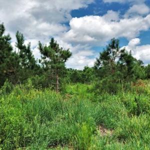 Photo of SOLD!!  105 Acres of Hunting and Timber Land For Sale in Northampton County NC!