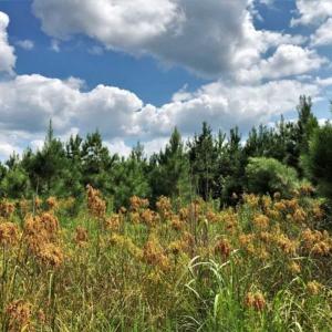 Photo of SOLD!!  105 Acres of Hunting and Timber Land For Sale in Northampton County NC!