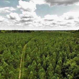 Photo of SOLD!!  105 Acres of Hunting and Timber Land For Sale in Northampton County NC!