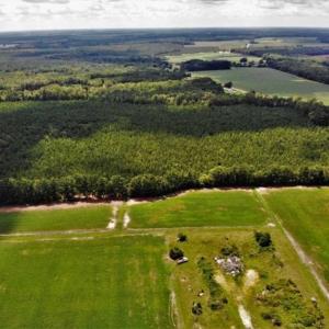 Photo of SOLD!!  105 Acres of Hunting and Timber Land For Sale in Northampton County NC!