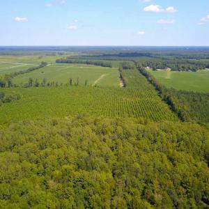 Photo of 55 Acres of Timber and Hunting Land For Sale in Bertie County NC!