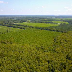Photo of 55 Acres of Timber and Hunting Land For Sale in Bertie County NC!