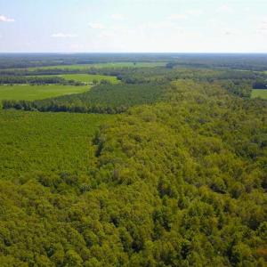 Photo of 55 Acres of Timber and Hunting Land For Sale in Bertie County NC!