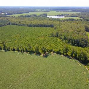 Photo of 55 Acres of Timber and Hunting Land For Sale in Bertie County NC!