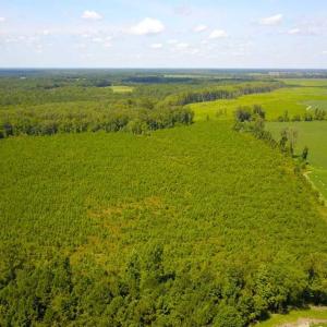 Photo of 55 Acres of Timber and Hunting Land For Sale in Bertie County NC!