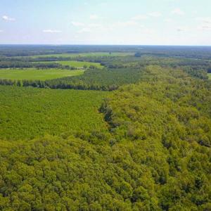 Photo of 55 Acres of Timber and Hunting Land For Sale in Bertie County NC!