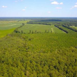 Photo of 55 Acres of Timber and Hunting Land For Sale in Bertie County NC!