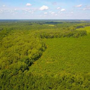 Photo of 55 Acres of Timber and Hunting Land For Sale in Bertie County NC!