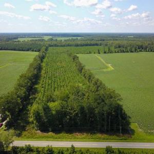 Photo of 55 Acres of Timber and Hunting Land For Sale in Bertie County NC!