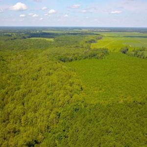Photo of 55 Acres of Timber and Hunting Land For Sale in Bertie County NC!
