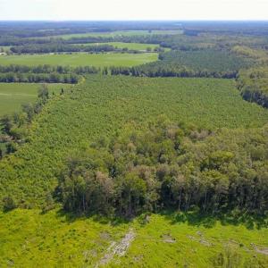 Photo of 55 Acres of Timber and Hunting Land For Sale in Bertie County NC!