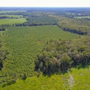 Photo of 55 Acres of Timber and Hunting Land For Sale in Bertie County NC!