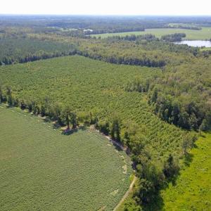 Photo of 55 Acres of Timber and Hunting Land For Sale in Bertie County NC!