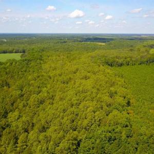 Photo of 55 Acres of Timber and Hunting Land For Sale in Bertie County NC!
