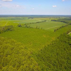 Photo of 55 Acres of Timber and Hunting Land For Sale in Bertie County NC!