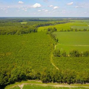 Photo of 55 Acres of Timber and Hunting Land For Sale in Bertie County NC!
