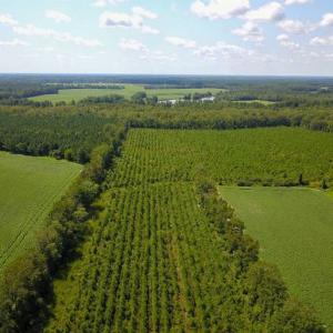 Photo of 55 Acres of Timber and Hunting Land For Sale in Bertie County NC!