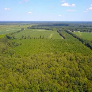 Photo of 55 Acres of Timber and Hunting Land For Sale in Bertie County NC!
