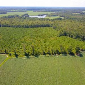 Photo of 55 Acres of Timber and Hunting Land For Sale in Bertie County NC!