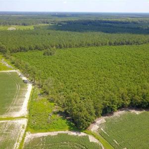 Photo of 149 Acres of Timber and Hunting Land For Sale in Bertie County NC!