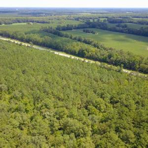 Photo of 149 Acres of Timber and Hunting Land For Sale in Bertie County NC!