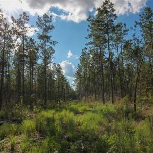 Photo of 297 Acres of Timber and Hunting Land For Sale in Gates County NC and Suffolk VA!
