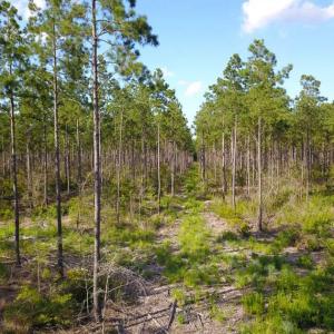 Photo of 297 Acres of Timber and Hunting Land For Sale in Gates County NC and Suffolk VA!