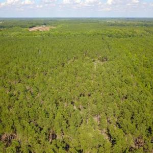 Photo of 297 Acres of Timber and Hunting Land For Sale in Gates County NC and Suffolk VA!