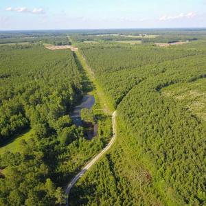 Photo of 297 Acres of Timber and Hunting Land For Sale in Gates County NC and Suffolk VA!