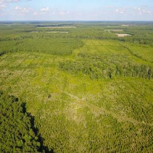 Photo of 297 Acres of Timber and Hunting Land For Sale in Gates County NC and Suffolk VA!