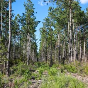 Photo of 297 Acres of Timber and Hunting Land For Sale in Gates County NC and Suffolk VA!