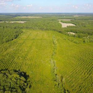 Photo of 297 Acres of Timber and Hunting Land For Sale in Gates County NC and Suffolk VA!