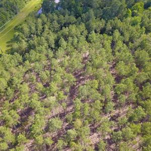 Photo of 297 Acres of Timber and Hunting Land For Sale in Gates County NC and Suffolk VA!