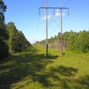 Photo of 297 Acres of Timber and Hunting Land For Sale in Gates County NC and Suffolk VA!