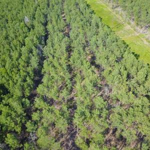 Photo of 297 Acres of Timber and Hunting Land For Sale in Gates County NC and Suffolk VA!