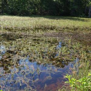 Photo of 297 Acres of Timber and Hunting Land For Sale in Gates County NC and Suffolk VA!