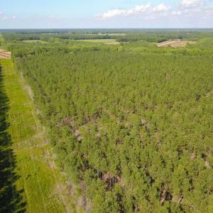 Photo of 297 Acres of Timber and Hunting Land For Sale in Gates County NC and Suffolk VA!