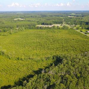 Photo of 297 Acres of Timber and Hunting Land For Sale in Gates County NC and Suffolk VA!